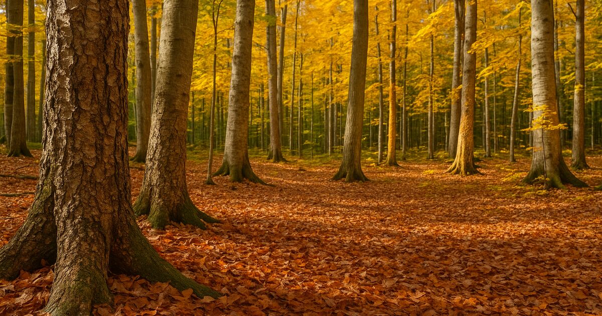 Beech bark disease in Windham County: TSI priorities